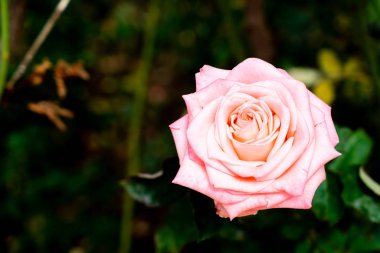 Güzel gül çiçekleri