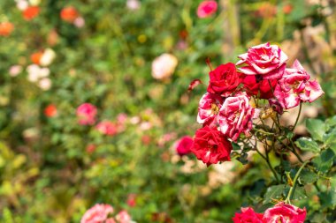 Güzel gül çiçekleri