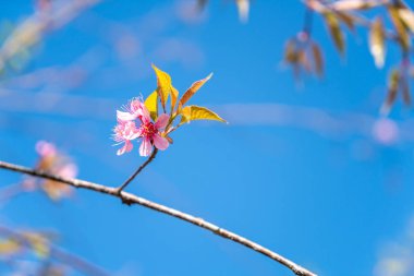 Mavi gökyüzü ile çiçek açan kiraz çiçekleri sakura çiçekler