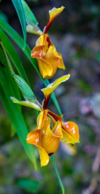 Güzel Bayan ' terlik çiçekler