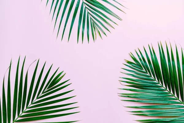 Tropische Palmenblätter mit Kopierraum — Stockfoto
