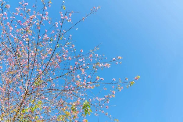 Kersenbloesem sakura bloemen bloeien met blauwe lucht — Stockfoto