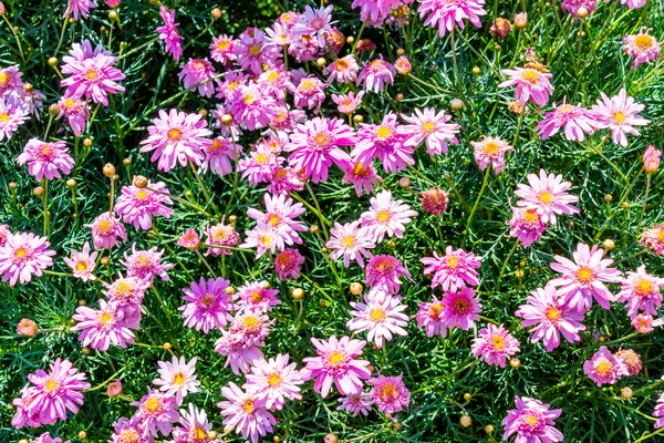 Όμορφη Μαργαρίτα λουλούδια — Φωτογραφία Αρχείου