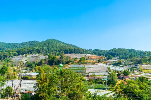 Jardim de planta de viveiro na montanha com céu azul — Fotografia de Stock