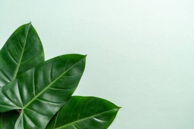 Monstera bırakın renk arka plan üzerinde 
