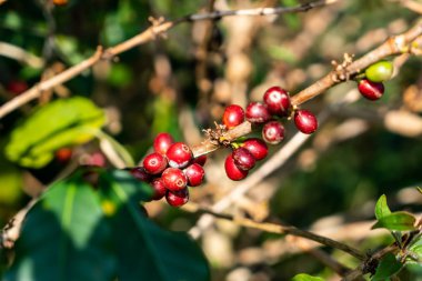 taze kahve çekirdekleri 