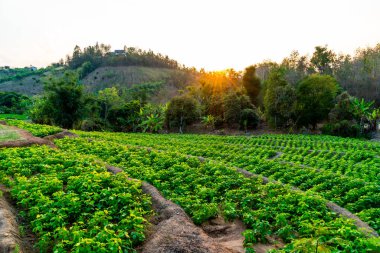 fidanlık bitki Bahçe Dağı'nda