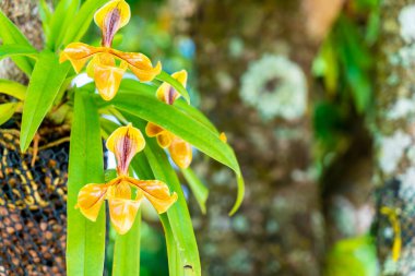 Güzel Bayan ' terlik çiçekler