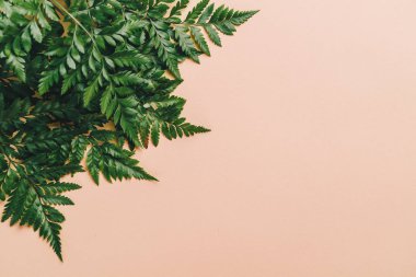 Tropikal yeşil yaprakları renk arka plan üzerinde