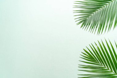 Kopya alanı ile tropikal palmiye yaprakları