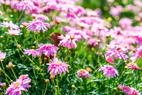 Mooie madeliefjebloemen — Stockfoto