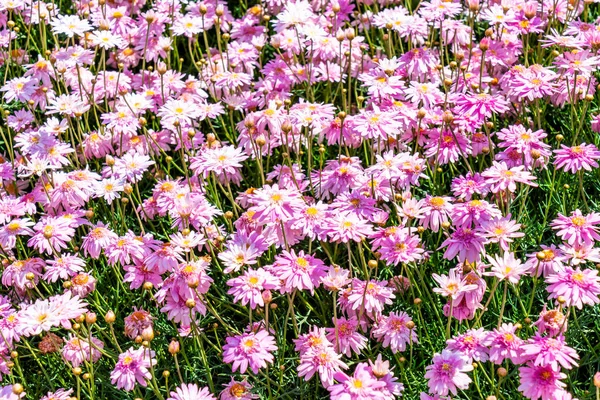 Mooie madeliefjebloemen — Stockfoto