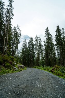 Boş yol ile orman ve sisli 