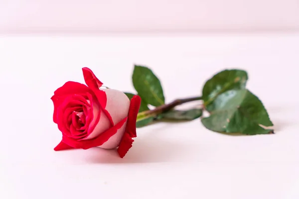 Red rose on wood Royalty Free Stock Images