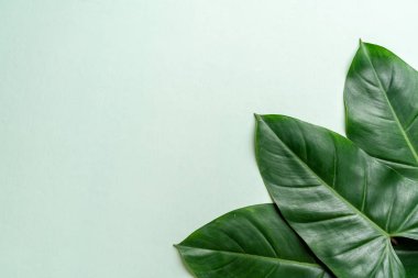 Monstera bırakın renk arka plan üzerinde 