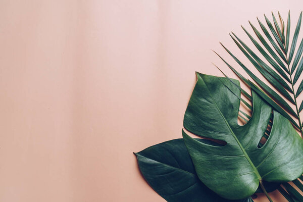 Tropical palm leaves with copy space