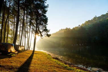 Pang oung göl ve orman sunrise Mae Hong Son, inci ile çam