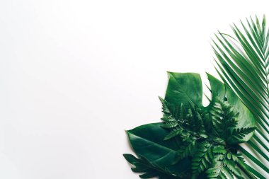 Kopya alanı ile tropikal palmiye yaprakları