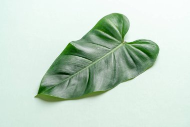 Monstera bırakın renk arka plan üzerinde 