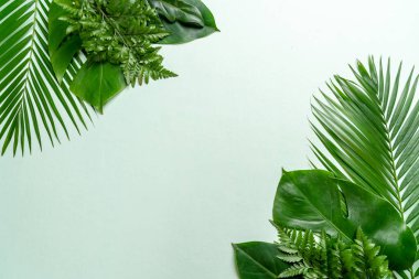 Kopya alanı ile tropikal palmiye yaprakları