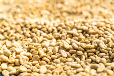 güneş ışığı ile kuru kahve çekirdekleri