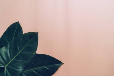 Monstera bırakın renk arka plan üzerinde 