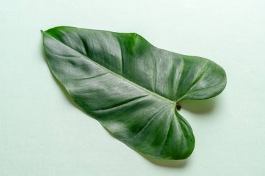 Monstera bırakın renk arka plan üzerinde 