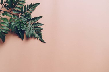 Tropikal yeşil yaprakları renk arka plan üzerinde