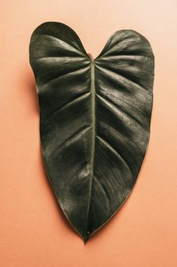 Monstera bırakın renk arka plan üzerinde 