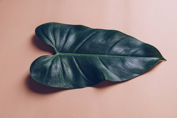 Monstera leave on color background 