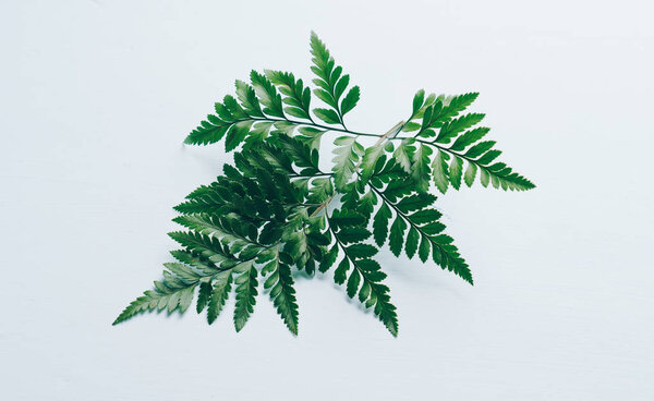 Tropical green leaves on color background