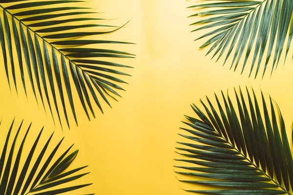 Tropische Palmenblätter mit Kopierraum — Stockfoto