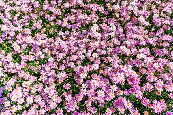 Schöne Gänseblümchen-Blumen — Stockfoto