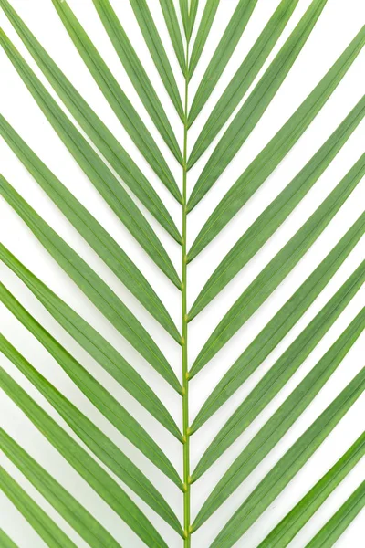 Tropical leaves on white background Stock Image