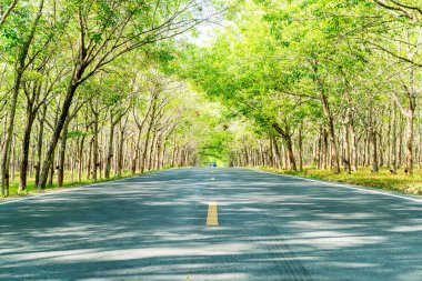ağaç kemer veya tünel ile boş yol