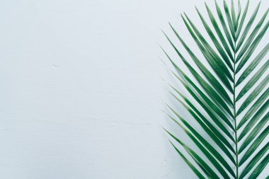 Kopya alanı ile tropikal palmiye yaprakları