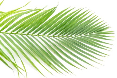 Beyaz arkaplanda tropik yapraklar