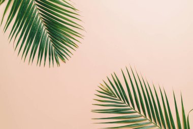 Kopya alanı ile tropikal palmiye yaprakları