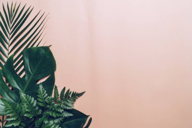 Kopya alanı ile tropikal palmiye yaprakları