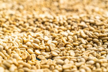 güneş ışığı ile kuru kahve çekirdekleri