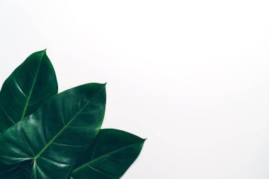 Monstera bırakın renk arka plan üzerinde 