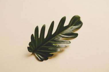 Monstera bırakın renk arka plan üzerinde 