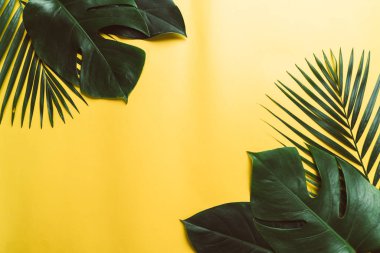 Kopya alanı ile tropikal palmiye yaprakları