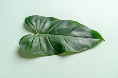 Monstera bırakın renk arka plan üzerinde 