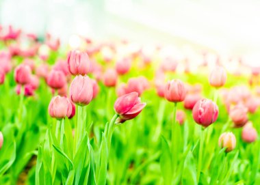 Bahçedeki güzel ve renkli laleler