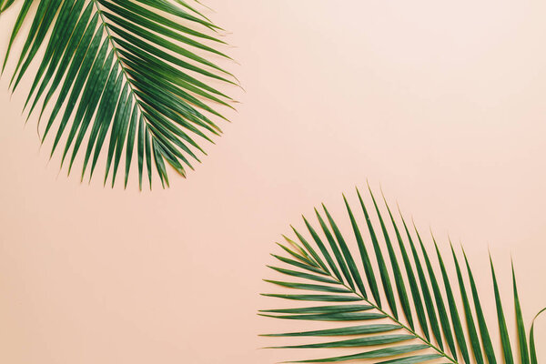 Тропические пальмовые листья с местом для копирования
