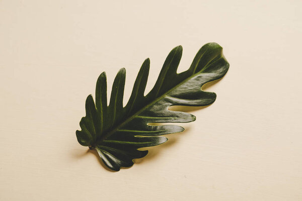 Monstera leave on color background 
