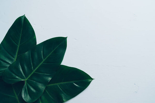 Monstera leave on color background 