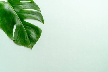 Monstera bırakın renk arka plan üzerinde 