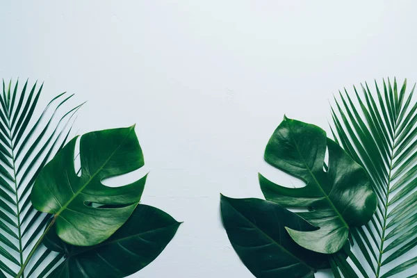 Tropisk palm lämnar med kopia utrymme — Stockfoto